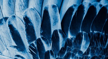 Mavi tüylü güvercin makro fotoğrafı. doku veya arkaplan