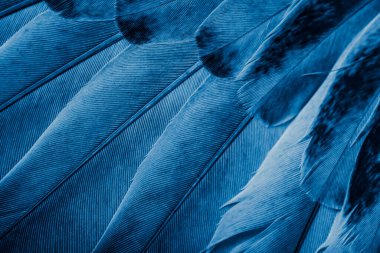 Mavi tüylü güvercin makro fotoğrafı. doku veya arkaplan