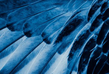 Mavi tüylü güvercin makro fotoğrafı. doku veya arkaplan