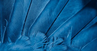 Mavi tüylü güvercin makro fotoğrafı. doku veya arkaplan