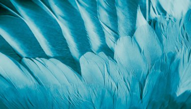 Mavi tüylü güvercin makro fotoğrafı. doku veya arkaplan