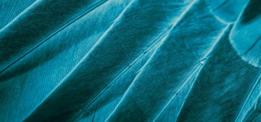 Mavi tüylü güvercin makro fotoğrafı. doku veya arkaplan