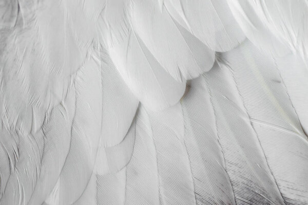 Seray feather pigeon macro фото. текстура или фон