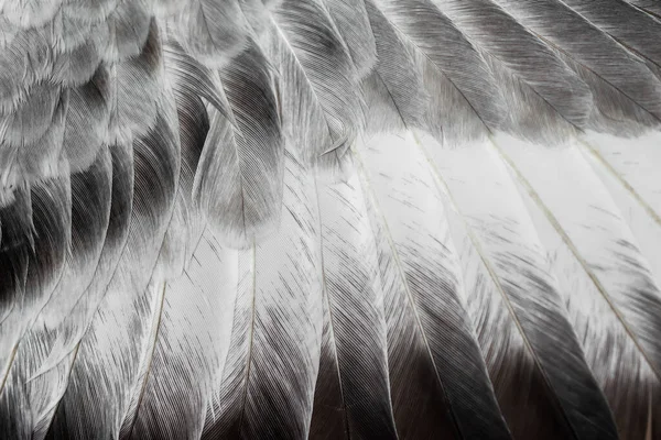 Gri tüylü güvercin makro fotoğrafı. doku veya arkaplan