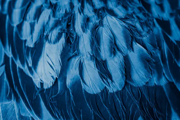 Mavi tüylü güvercin makro fotoğrafı. doku veya arkaplan