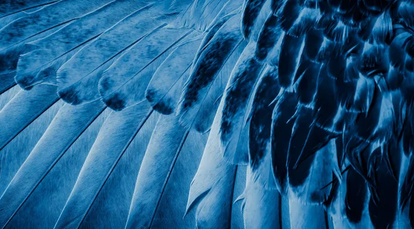 Mavi tüylü güvercin makro fotoğrafı. doku veya arkaplan