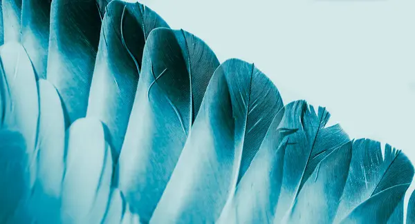 Bleu Plume Pigeon Macro Photo Texture Fond Photo De Stock
