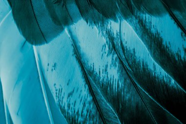 Mavi tüylü güvercin makro fotoğrafı. doku veya arkaplan