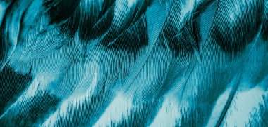 Mavi tüylü güvercin makro fotoğrafı. doku veya arkaplan