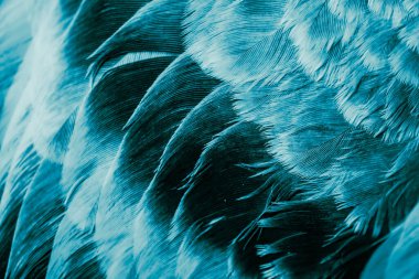 Mavi tüylü güvercin makro fotoğrafı. doku veya arkaplan