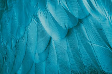 Mavi tüylü güvercin makro fotoğrafı. doku veya arkaplan