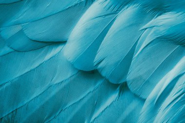 Mavi tüylü güvercin makro fotoğrafı. doku veya arkaplan