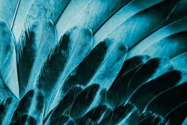 Mavi tüylü güvercin makro fotoğrafı. doku veya arkaplan