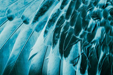 Mavi tüylü güvercin makro fotoğrafı. doku veya arkaplan