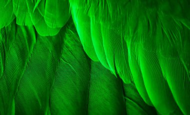 Yeşil tüylü güvercin makro fotoğrafı. doku veya arkaplan