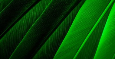 Yeşil tüylü güvercin makro fotoğrafı. doku veya arkaplan