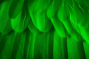 Yeşil tüylü güvercin makro fotoğrafı. doku veya arkaplan