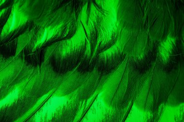 Yeşil tüylü güvercin makro fotoğrafı. doku veya arkaplan