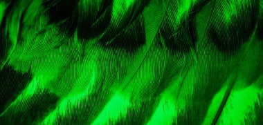 Yeşil tüylü güvercin makro fotoğrafı. doku veya arkaplan