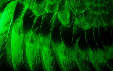 Yeşil tüylü güvercin makro fotoğrafı. doku veya arkaplan