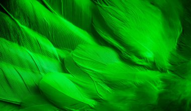 Yeşil tüylü güvercin makro fotoğrafı. doku veya arkaplan