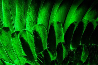 Yeşil tüylü güvercin makro fotoğrafı. doku veya arkaplan