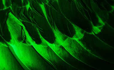 Yeşil tüylü güvercin makro fotoğrafı. doku veya arkaplan