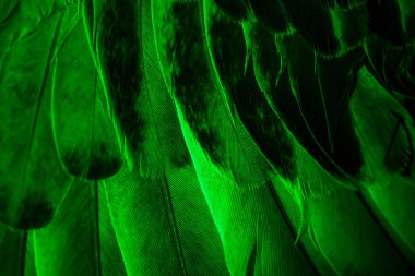 Yeşil tüylü güvercin makro fotoğrafı. doku veya arkaplan