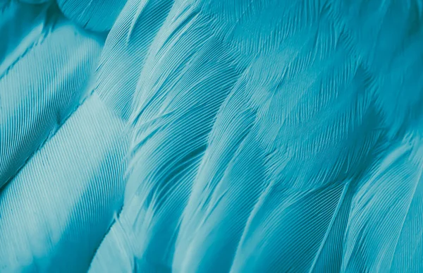 Mavi tüylü güvercin makro fotoğrafı. doku veya arkaplan