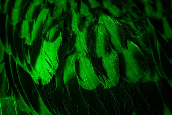 Premium Photo  Green feathers. green feathers texture background