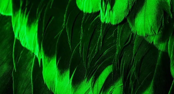 Green Feather Stock Photos and Pictures - 1,489,156 Images