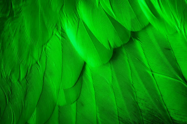 295,410 Bright Green Feathers Royalty-Free Images, Stock Photos & Pictures