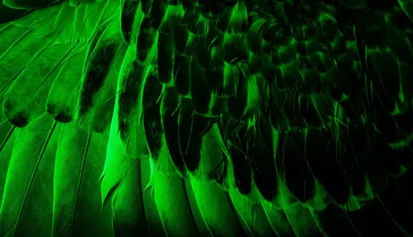 Beautiful Green Feathers On A Black Background. Close-up. Free Image and  Photograph 199289838.