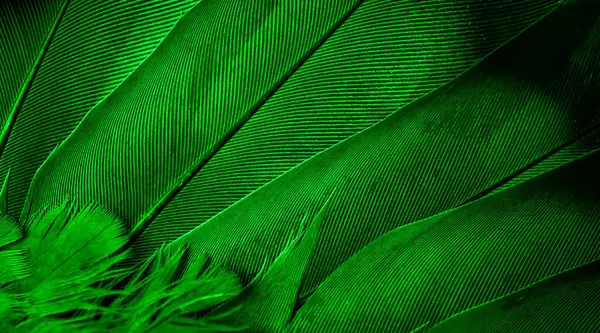 295,410 Bright Green Feathers Royalty-Free Images, Stock Photos & Pictures
