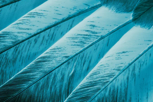 Blue Feather Pigeon Macro Photo Texture Background Royalty Free Stock Photos