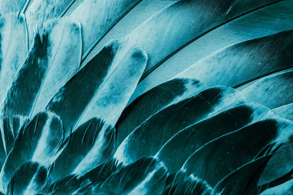 Bleu Plume Pigeon Macro Photo Texture Fond Images De Stock Libres De Droits