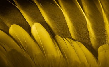 Sarı tüylü güvercin makro fotoğrafı. doku veya arkaplan