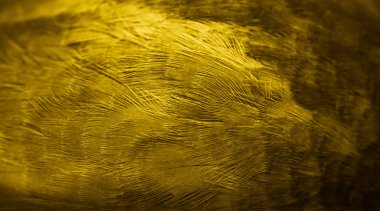 Sarı tüylü güvercin makro fotoğrafı. doku veya arkaplan