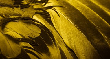 Sarı tüylü güvercin makro fotoğrafı. doku veya arkaplan