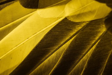 Sarı tüylü güvercin makro fotoğrafı. doku veya arkaplan