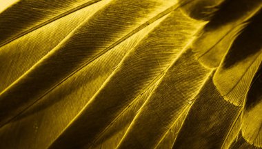 Sarı tüylü güvercin makro fotoğrafı. doku veya arkaplan