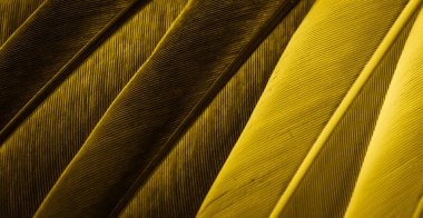 Sarı tüylü güvercin makro fotoğrafı. doku veya arkaplan