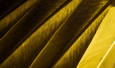 Sarı tüylü güvercin makro fotoğrafı. doku veya arkaplan