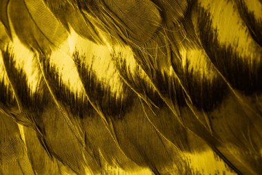 Sarı tüylü güvercin makro fotoğrafı. doku veya arkaplan