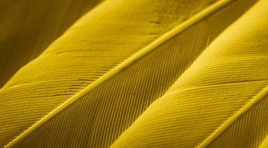 Sarı tüylü güvercin makro fotoğrafı. doku veya arkaplan