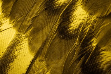 Sarı tüylü güvercin makro fotoğrafı. doku veya arkaplan