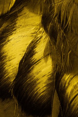 Sarı tüylü güvercin makro fotoğrafı. doku veya arkaplan