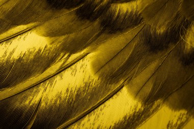 Sarı tüylü güvercin makro fotoğrafı. doku veya arkaplan