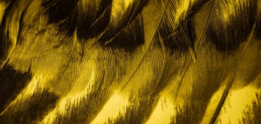 Sarı tüylü güvercin makro fotoğrafı. doku veya arkaplan