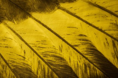 Sarı tüylü güvercin makro fotoğrafı. doku veya arkaplan